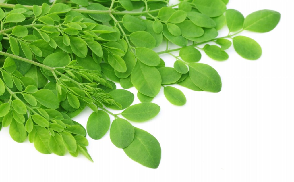 moringa beneficios