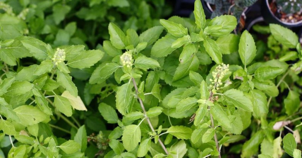 Benefícios da Tulsi Para Saúde