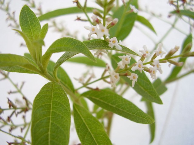 Sabão de Verbena de Limão