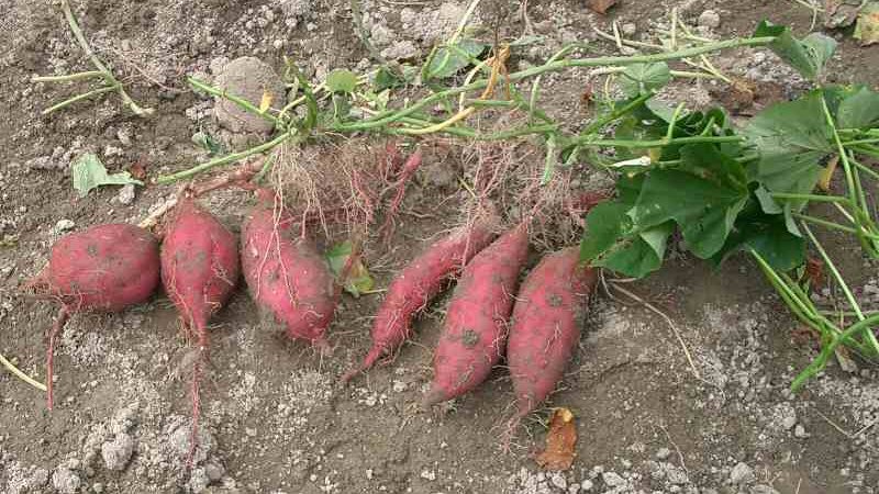 Benefícios do Suco da Batata Doce