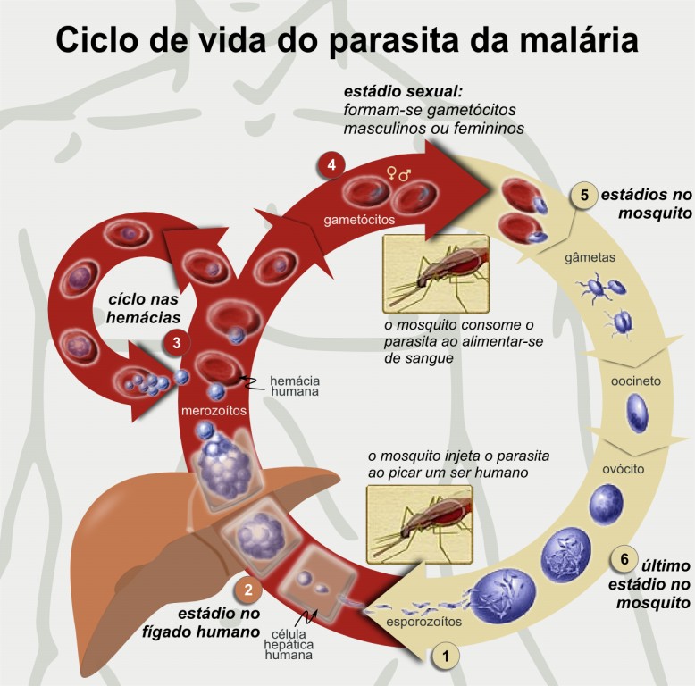 Remédios Caseiros Para Combater a Malaria