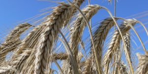 Benefícios do Triticale Para Saúde