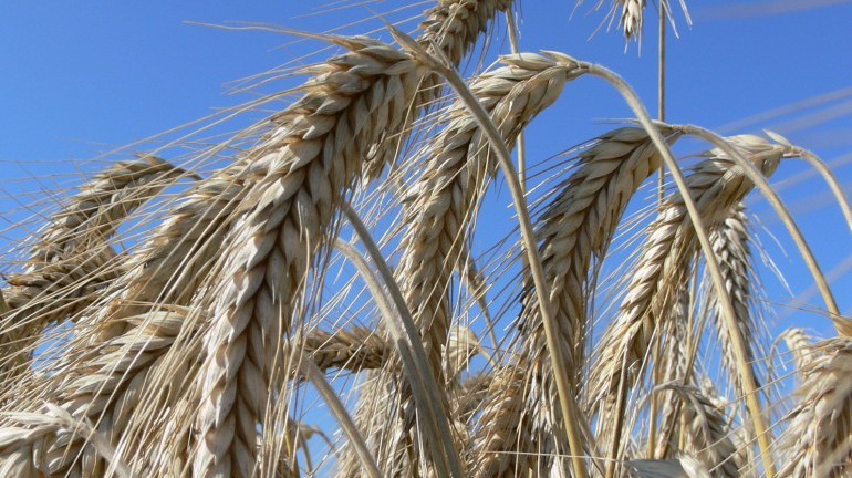 Benefícios do Triticale Para Saúde