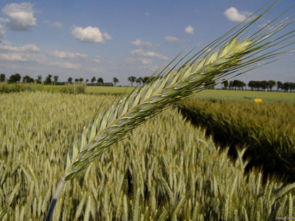 Benefícios do Triticale Para Saúde