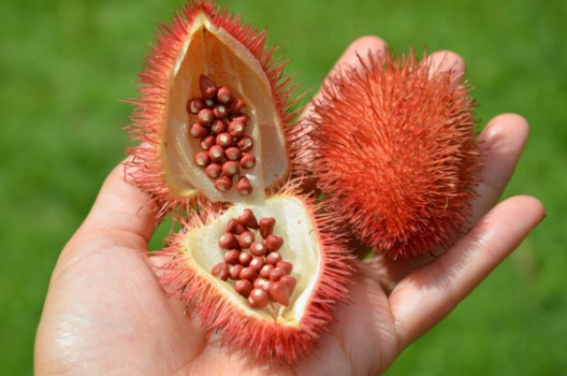 urucum