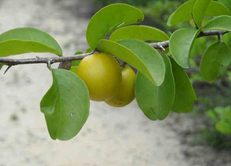 Benéficos da Ameixa da Caatinga para saúde