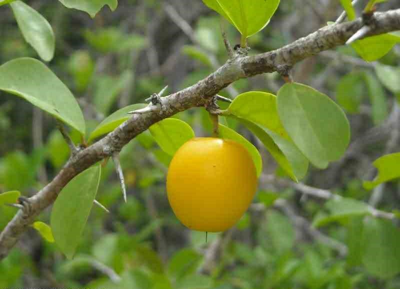 ameixa da caatinga