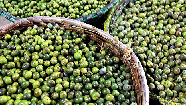 Benefícios do Açaí Branco