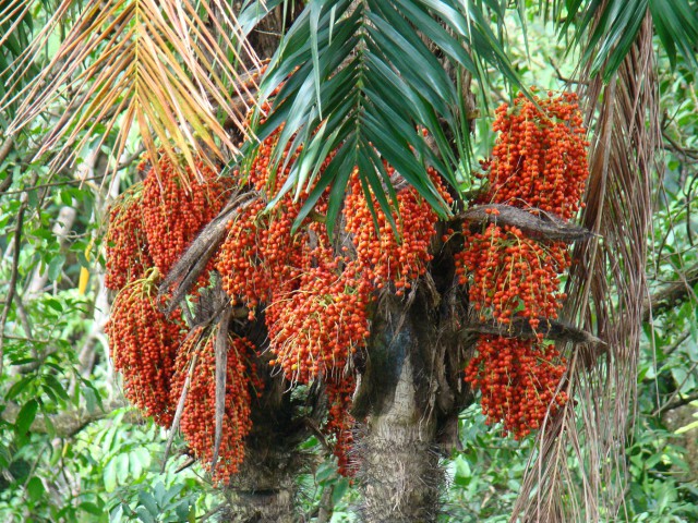 Palmeira de Pêssego