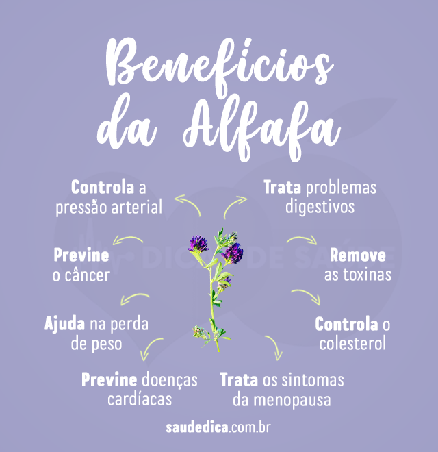 beneficios da Alfafa