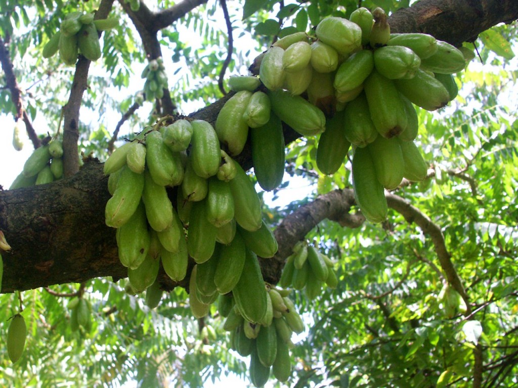 Beneficio do Bilimbi para saúde