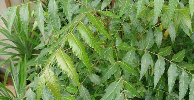 Chá de Neem