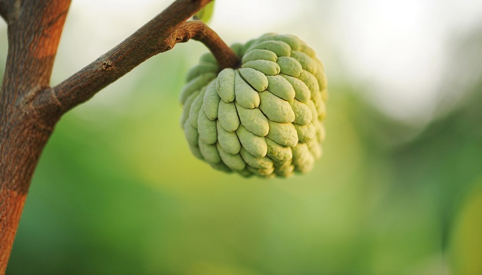 Benefícios da Cherimoya