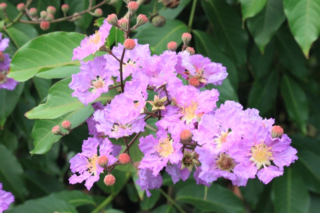 Benefícios da Flor de Banaba