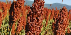 Sorgo