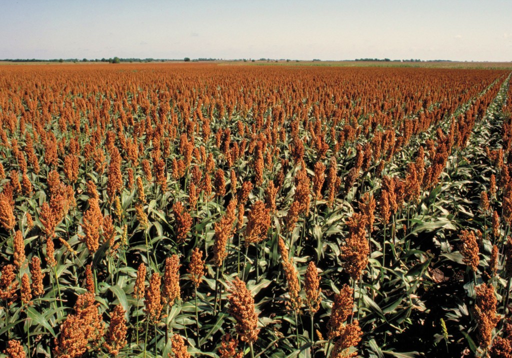 Sorgo