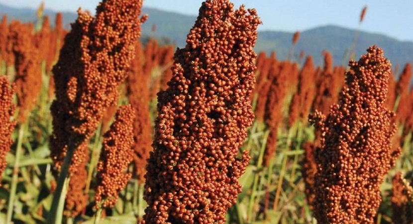 Sorgo