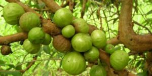 jaboticaba-branca-2