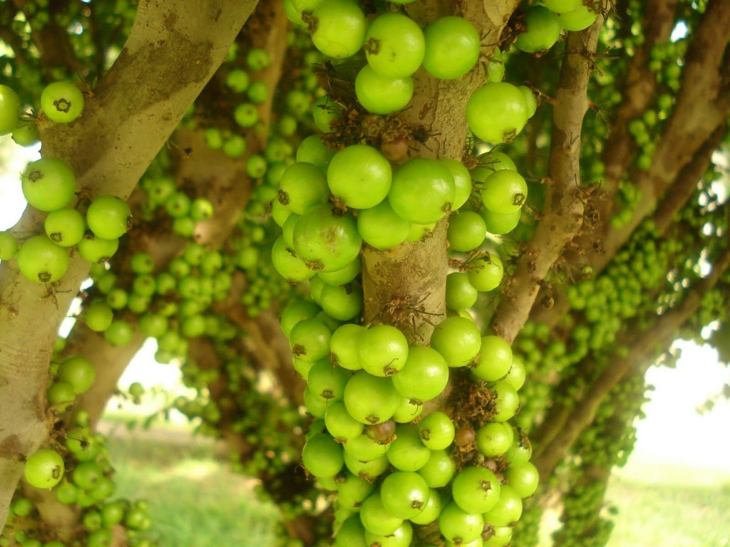 Jabuticaba