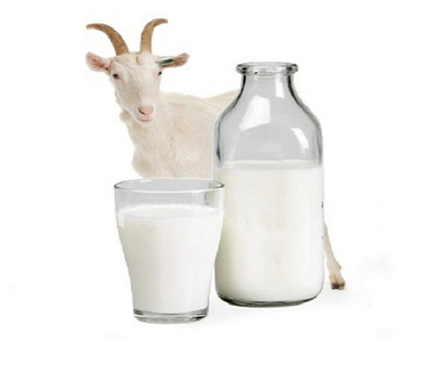 leite-de-cabra-beneficios-saude