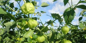 benefícios dos tomatillos