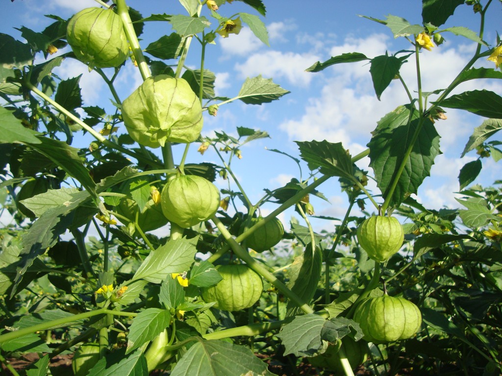 benefícios dos tomatillos