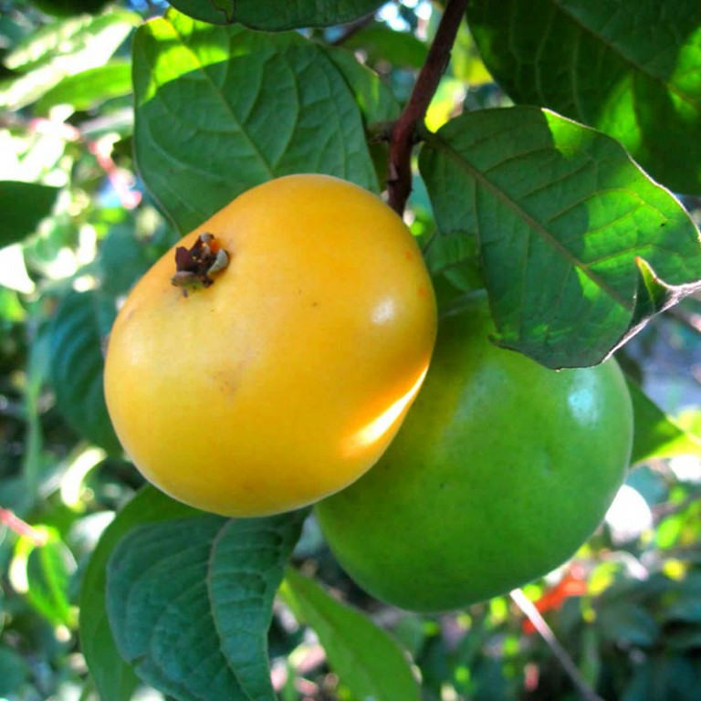 Benefícios do Araçá Piranga para saúde