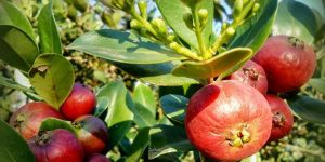 Benefícios do Araçá do Mato