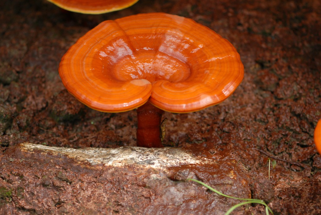 Benefícios do Cogumelo de Ganoderma 2