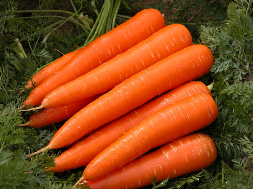 Cenoura é boa para diarreia, anemia e pele: veja os 30 benefícios do vegetal
