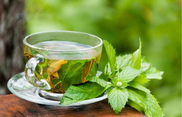 Benefícios do Chá de Sálvia Para Saúde