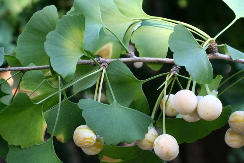 Benefícios da Ginkgo Biloba