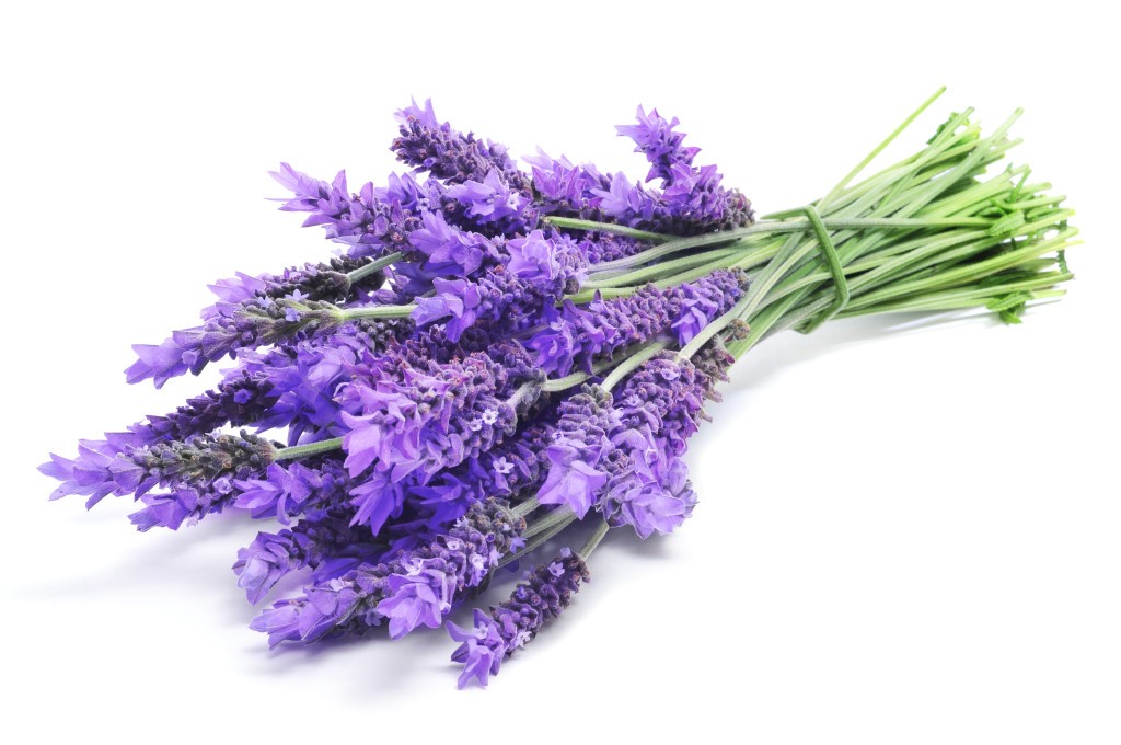 Lavanda Lavanda