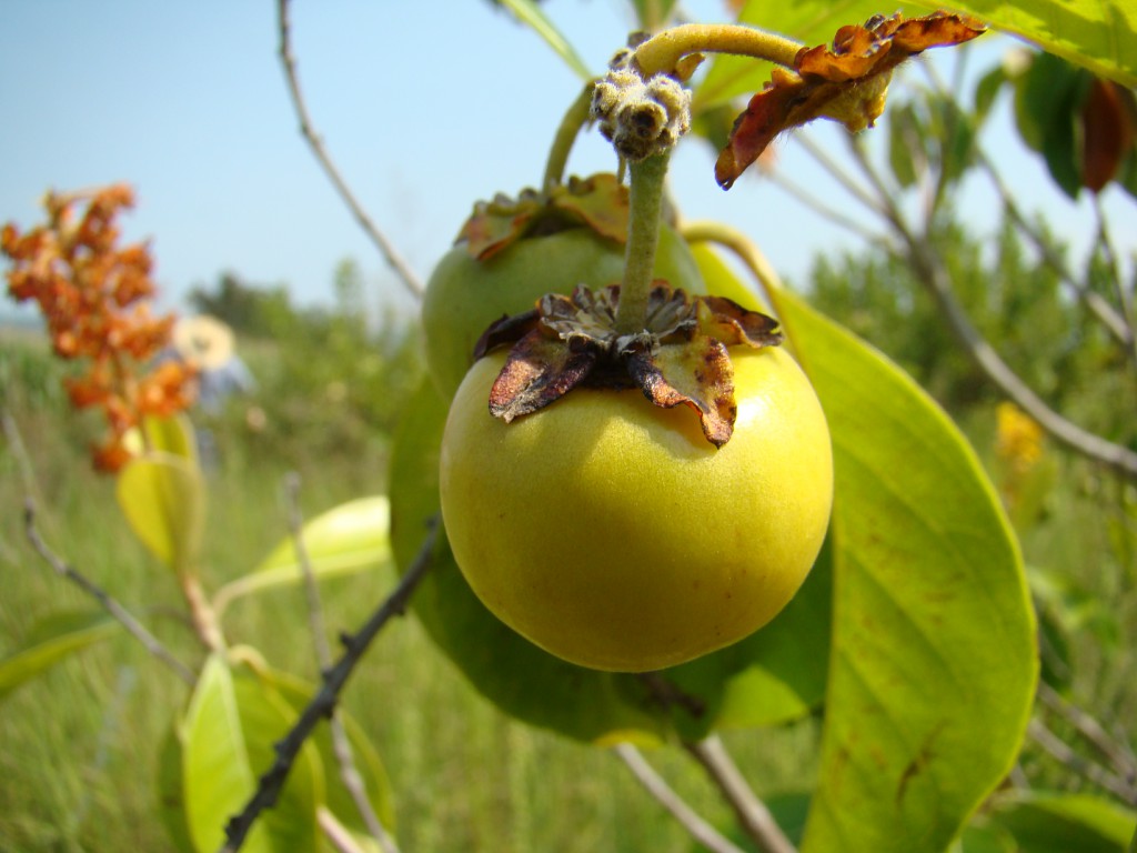 Murici do Cerrado