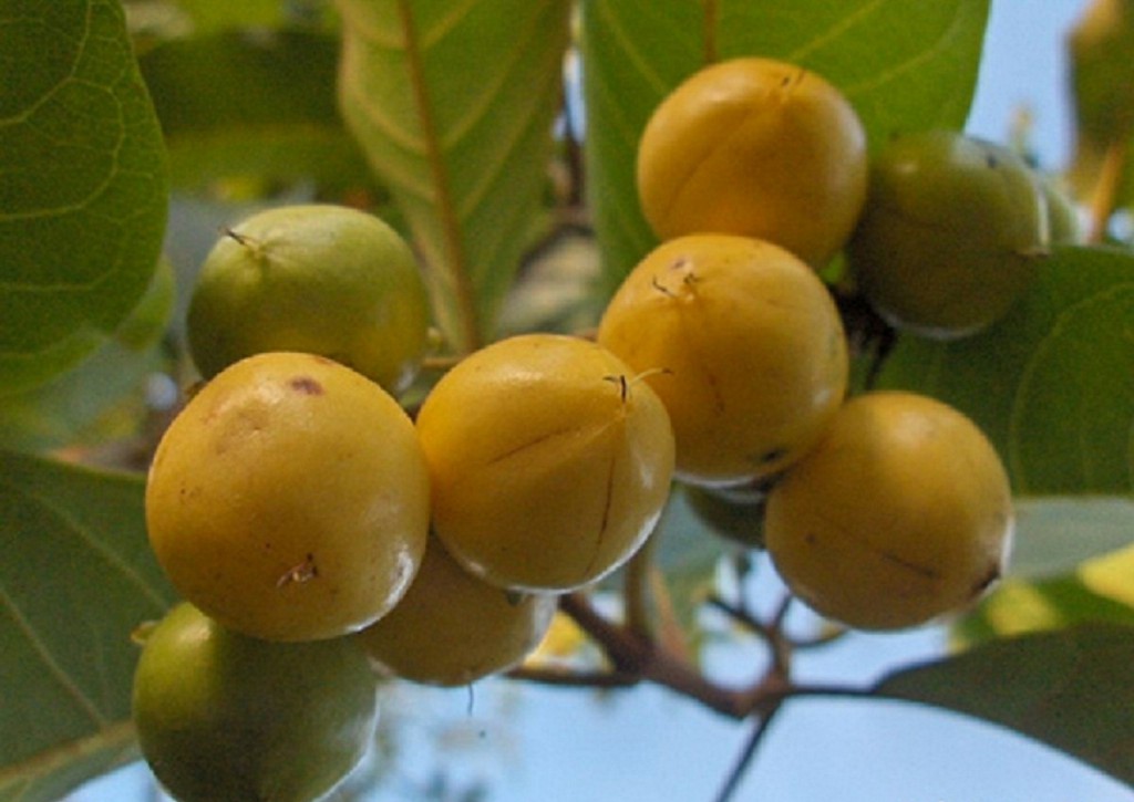 Benefícios do Murici do Cerrado para saúde