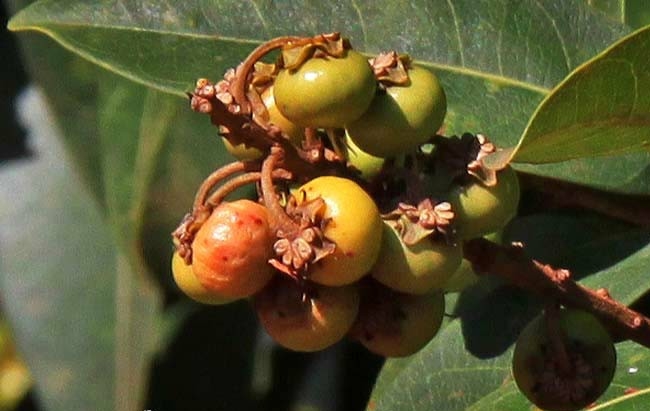 Benefícios do Murici Rosa para saúde