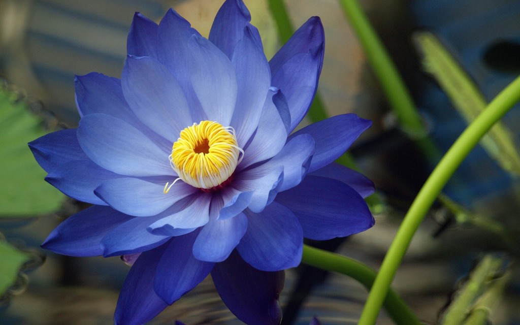 Nymphaea Caerulea 1