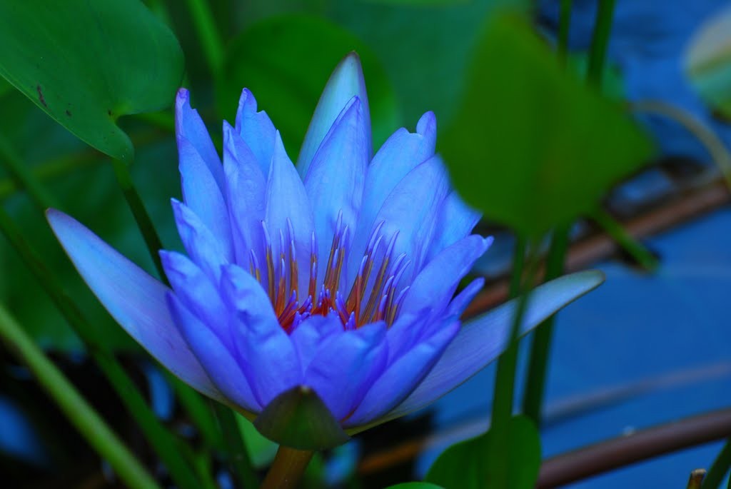 Nymphaea Caerulea