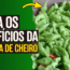 Pimenta de cheiro