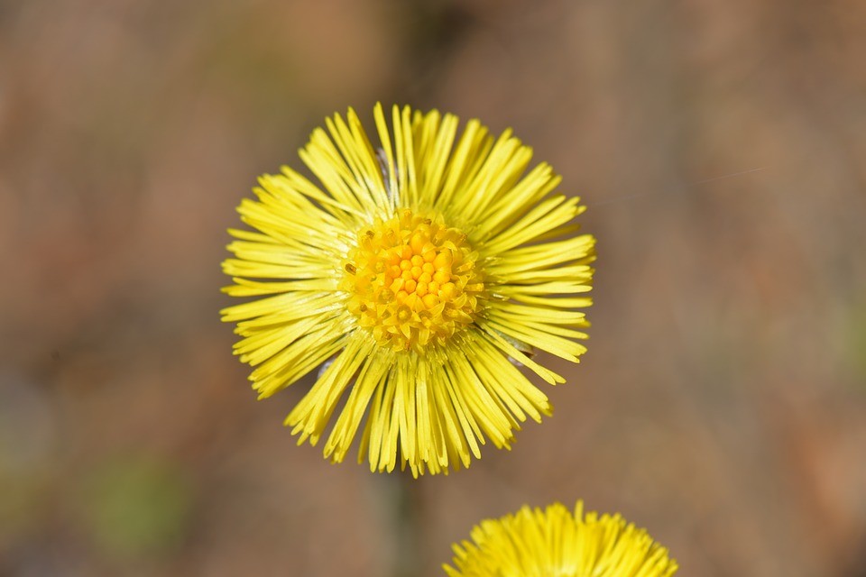 Tussilago Farfara Tussilago Farfara