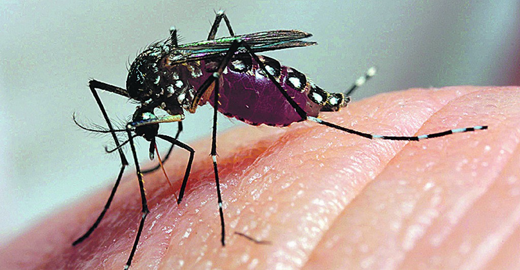 Zika Vírus Sintomas