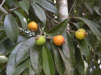 Benefícios do Araçá da Serra para saúde