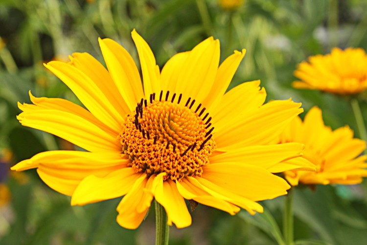 arnica-7