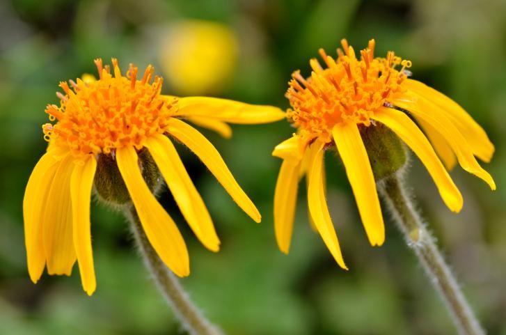 Benefícios da Arnica