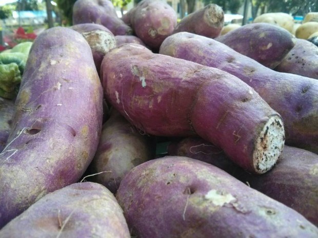 Batata-Doce Combate o Envelhecimento Precoce