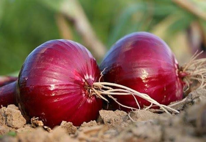 Efeitos colaterais da Cebola roxa