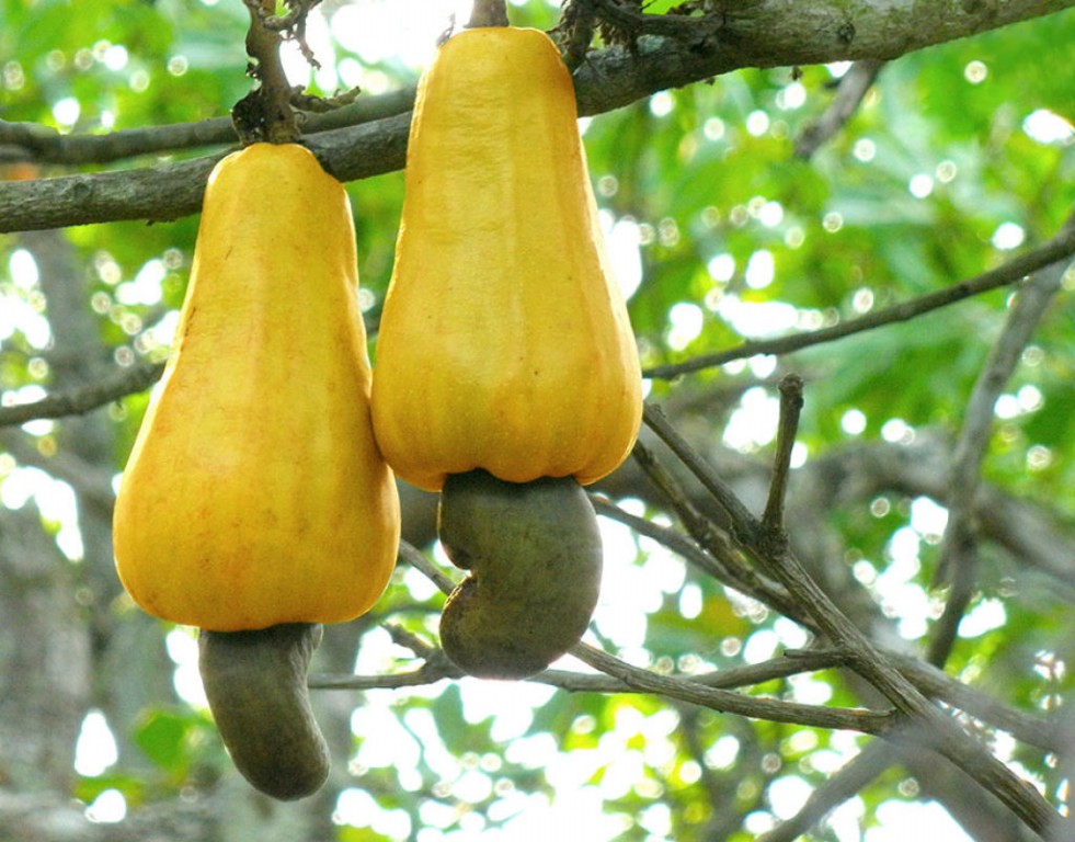 Caju Amarelo para que serve? é bom para anemia, cabelo e diarreia