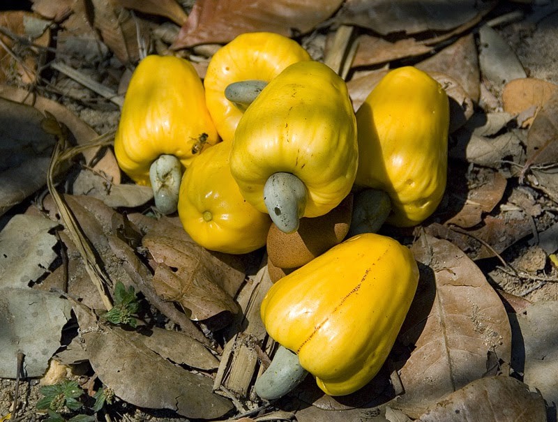 caju amarelo caju amarelo