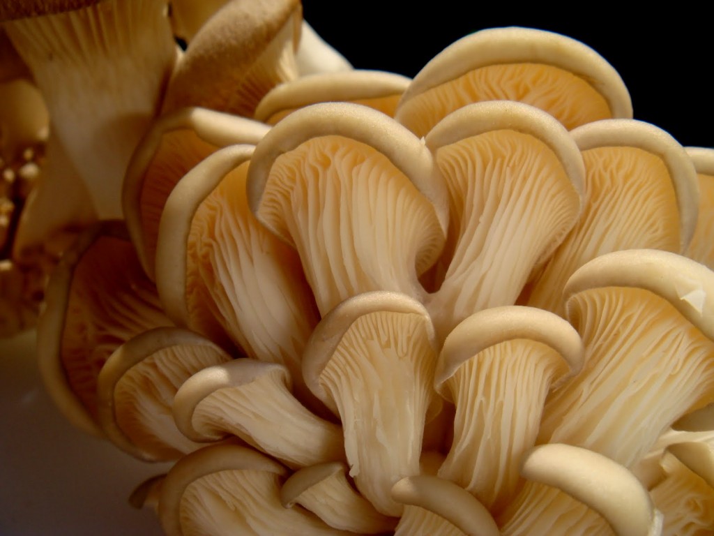 Benefícios dos Cogumelos Ostra