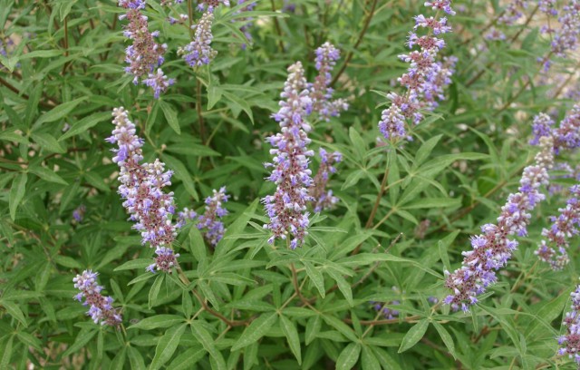 erva vitex